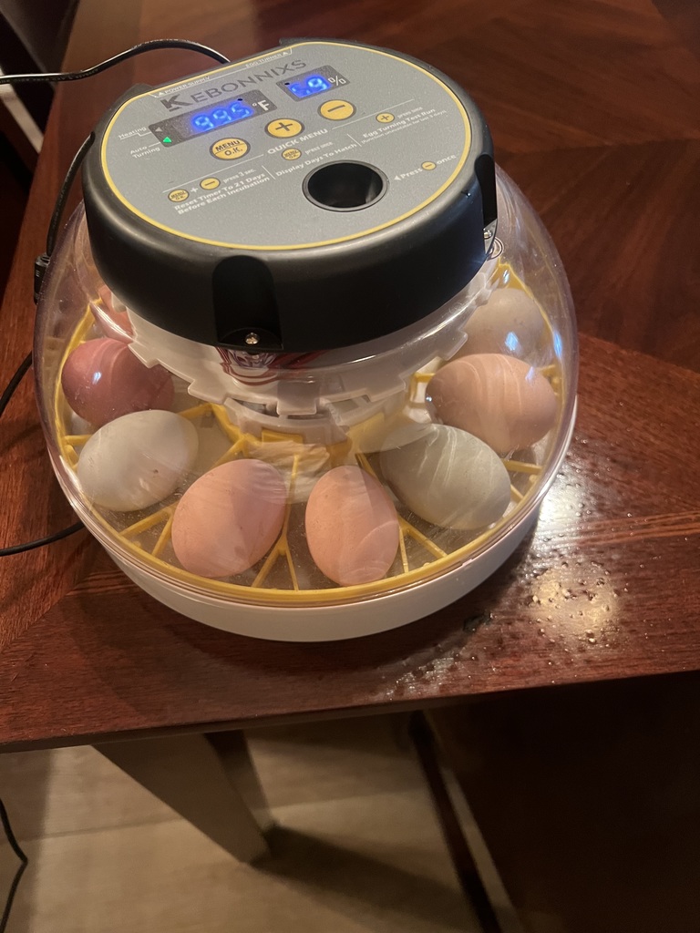 eggs in the incubator