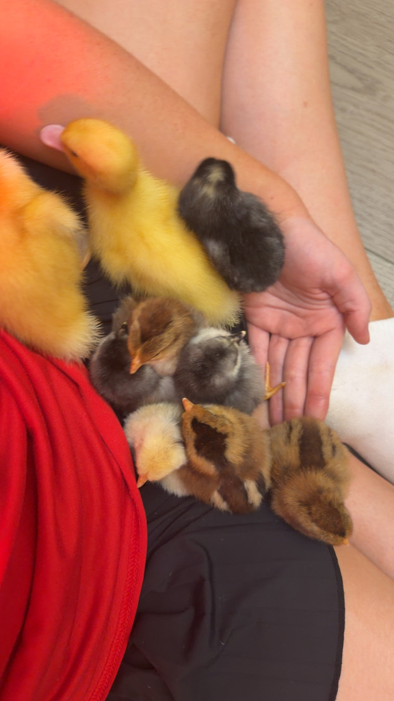 baby chicks and ducklings
