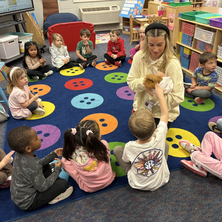 Brasfield guinea pig 