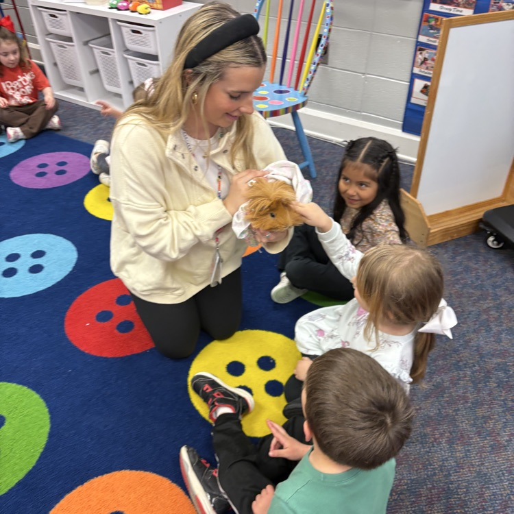 Brasfield guinea pig 