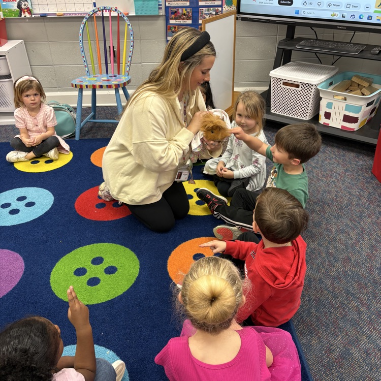 Brasfield guinea pig 