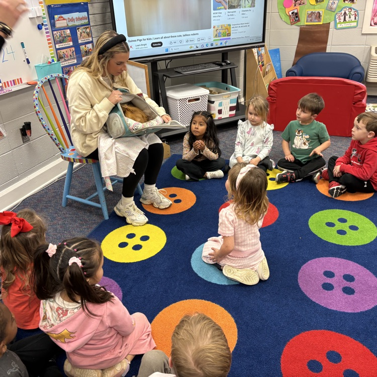 Brasfield guinea pig 