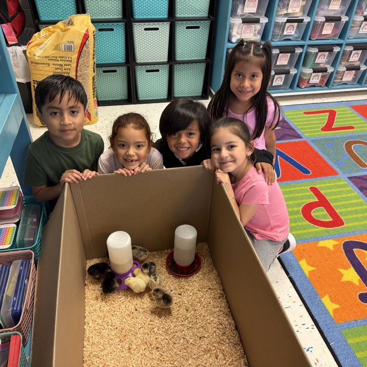 baby chicks