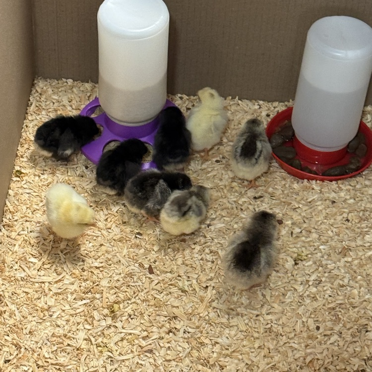 baby chicks