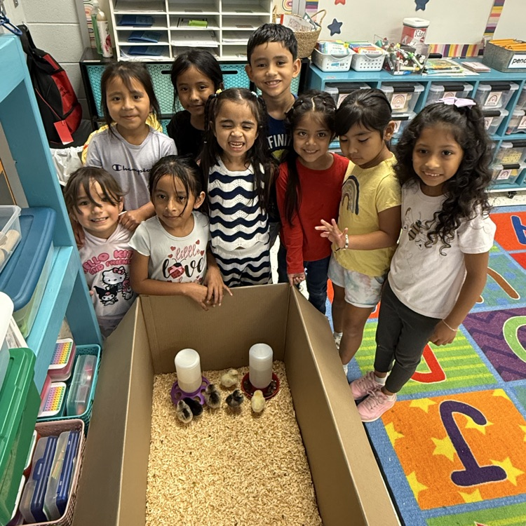 baby chicks
