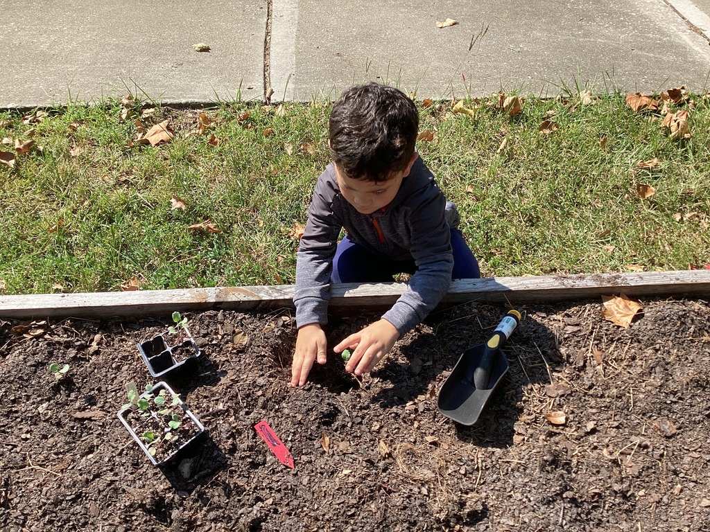 garden pics