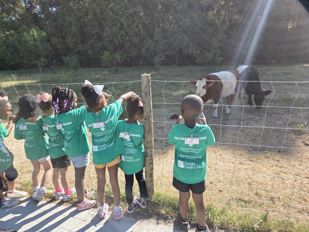 Students feeding cows