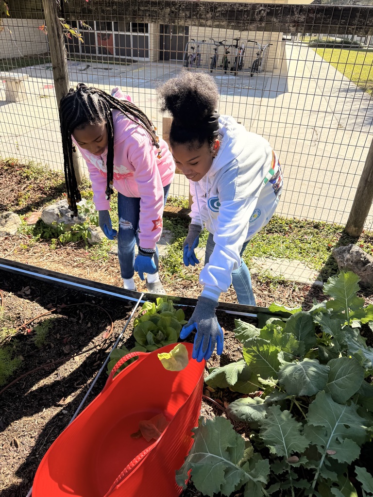 Harvesting lettuce