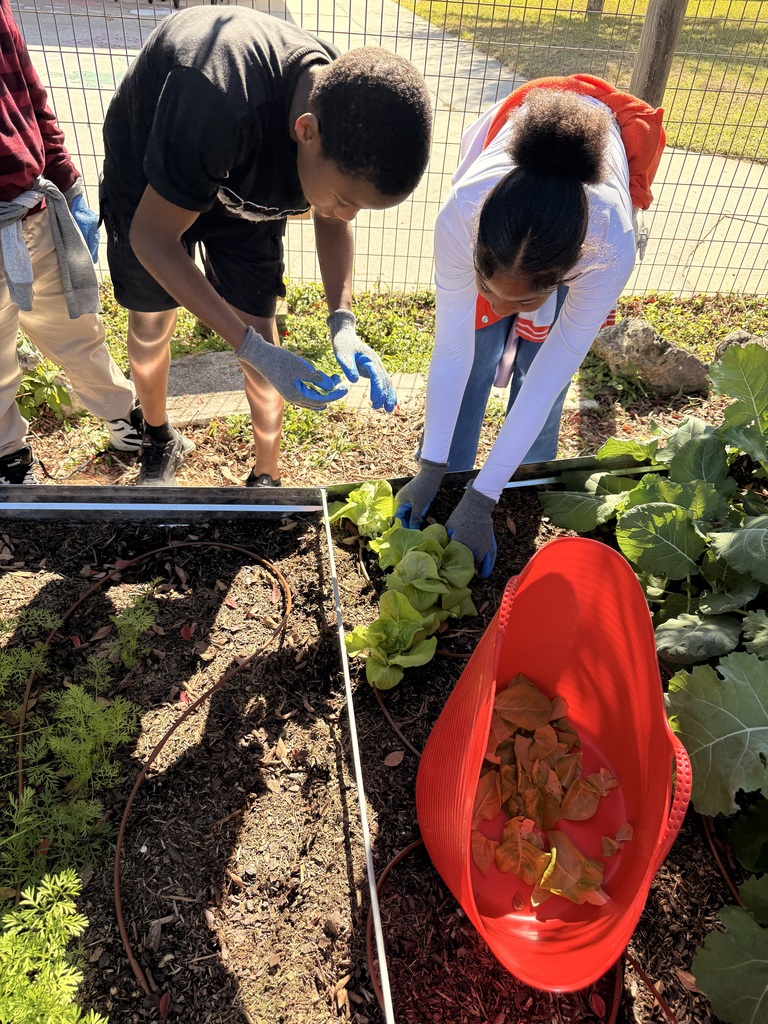 Harvesting lettuce