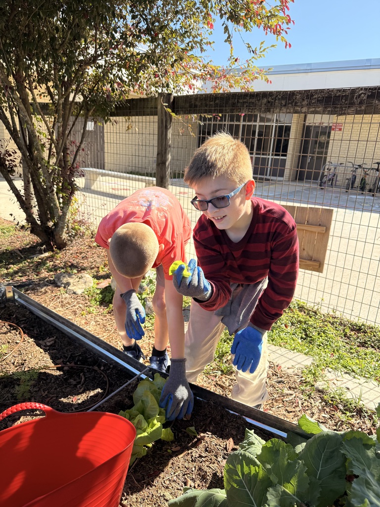 Harvesting lettuce