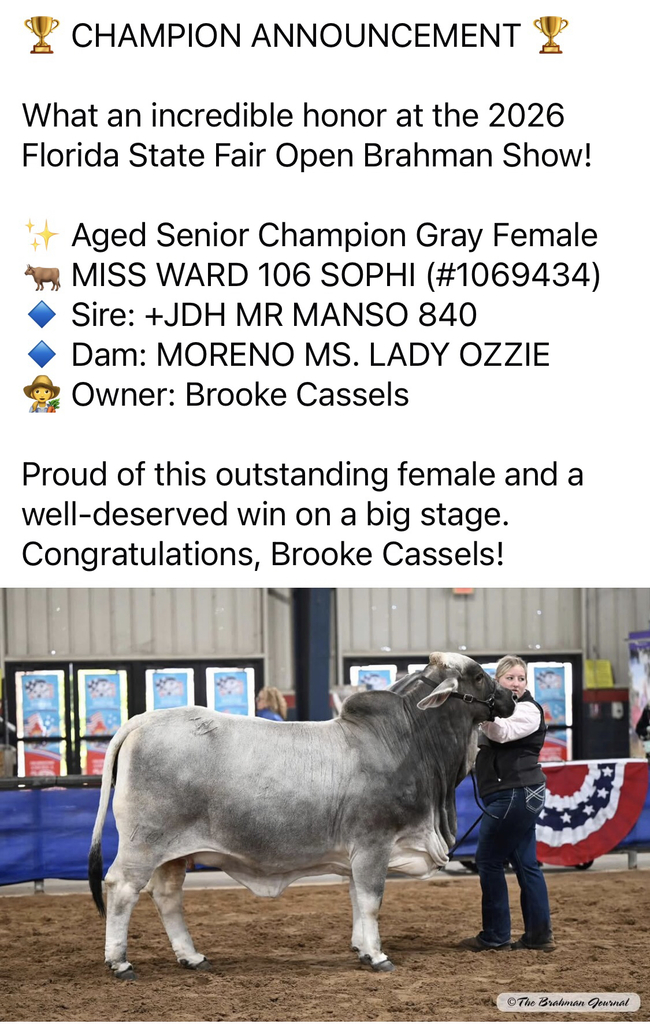 A student displaying her award winning bull