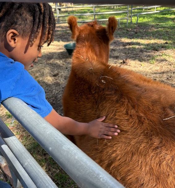 student petting a cow
