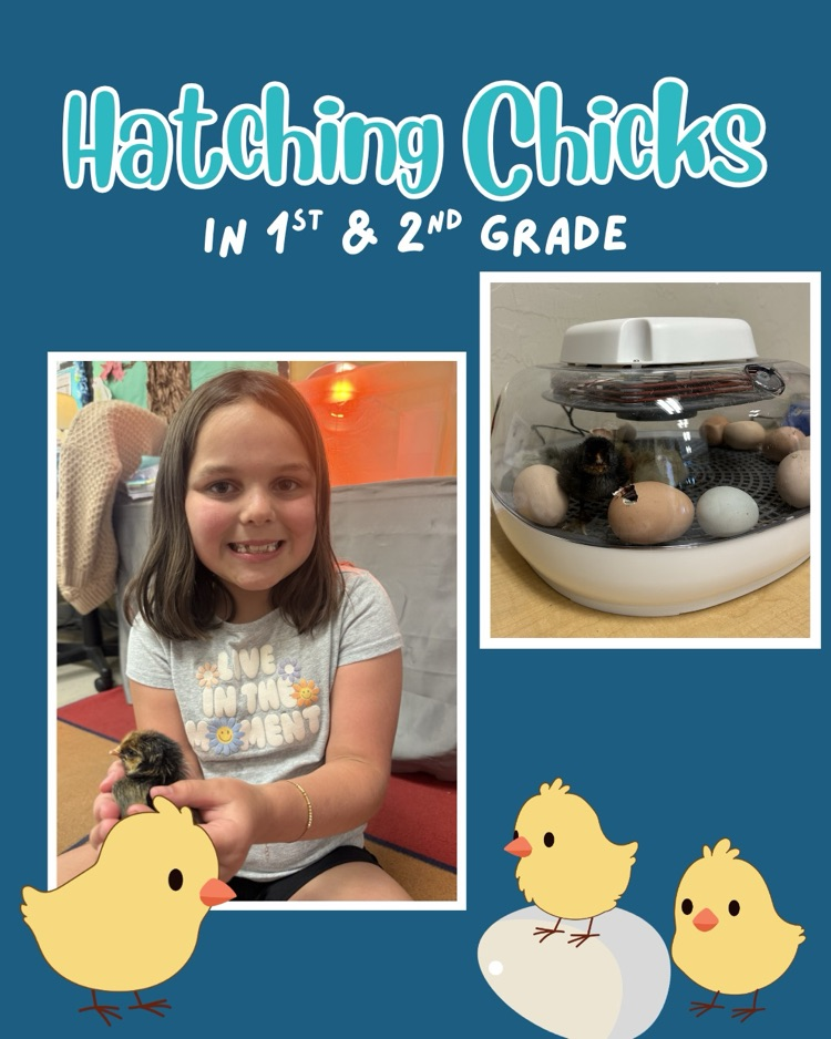 chickens