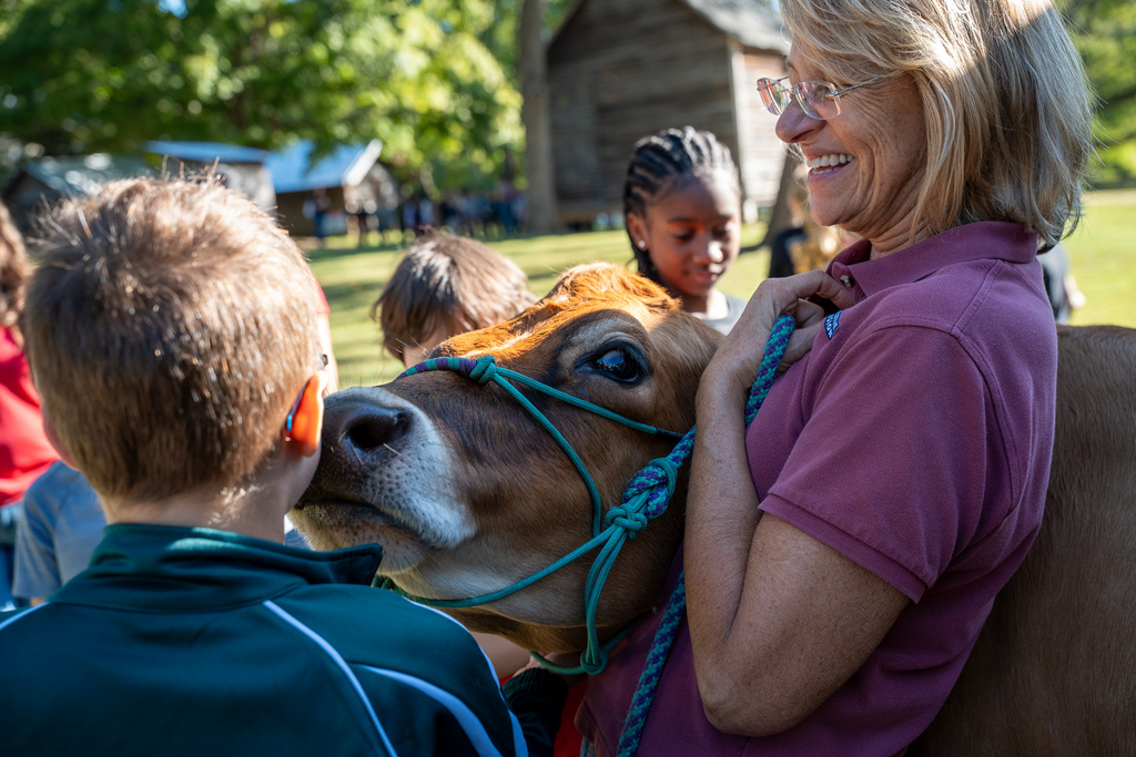 An adult in a fuschia polo holds a beef cattle's head as it sniffs a young student