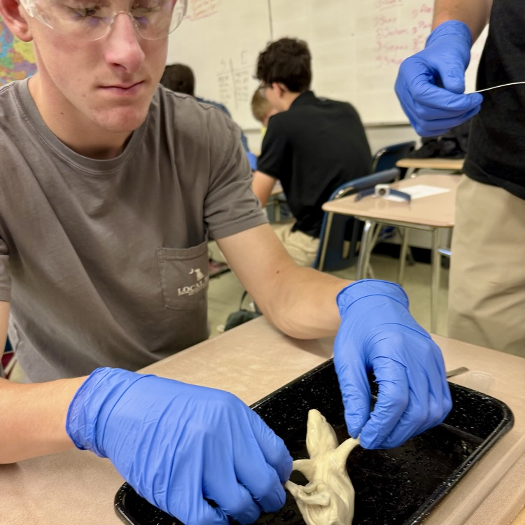hs
