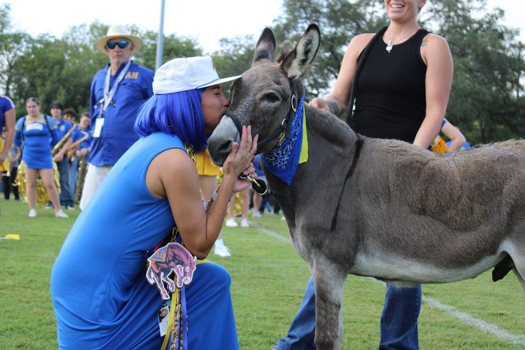 Teacher in blue wig kneels to kiss mule