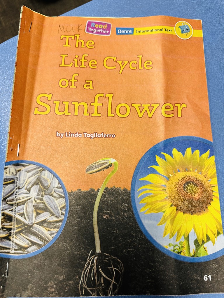 The Life Cycle of a Sunflower