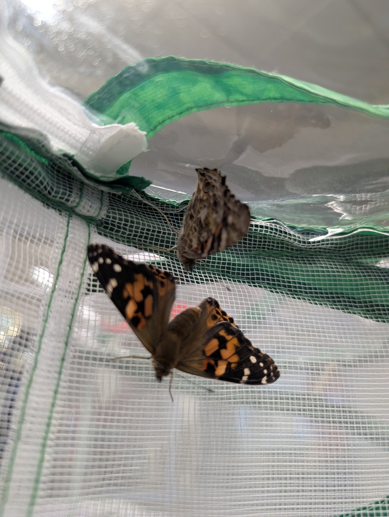 upclose of a painted lady