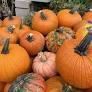 pumpkins