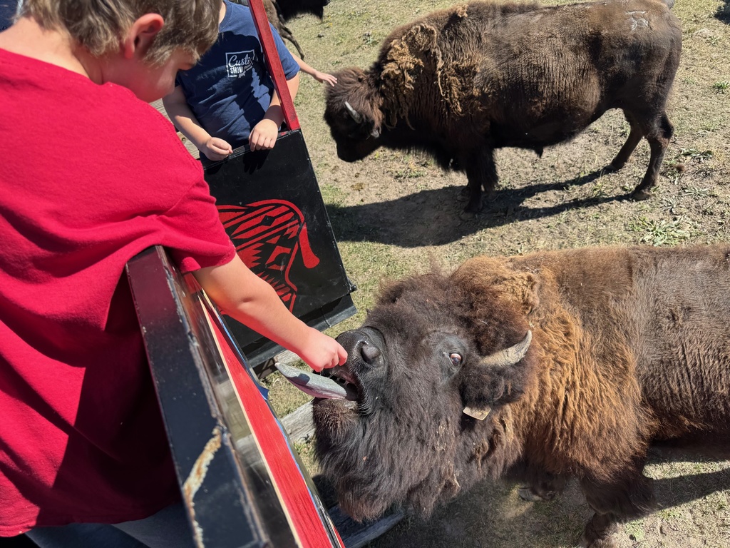 Student feeding buffalo at Terry Bison Ranch