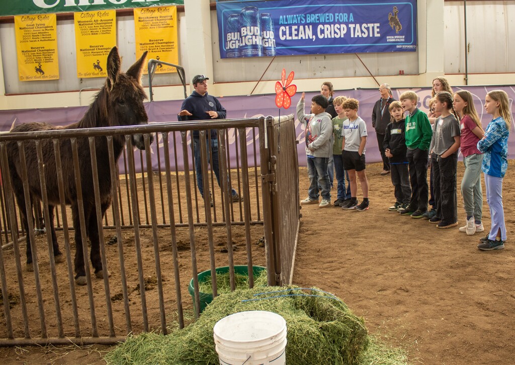 Students standing and looking at a donkey
