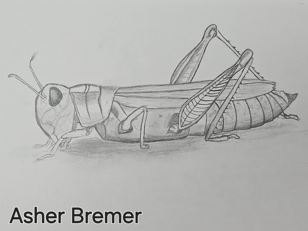 Asher Bremer