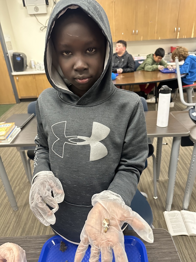 owl