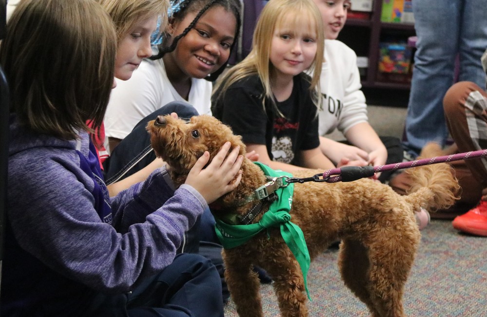 therapy dog
