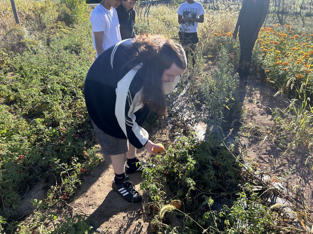 students harvesting vegetables