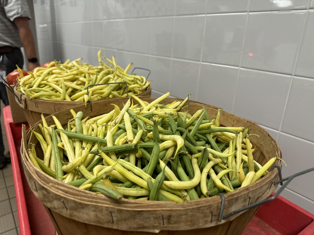 students harvesting vegetables