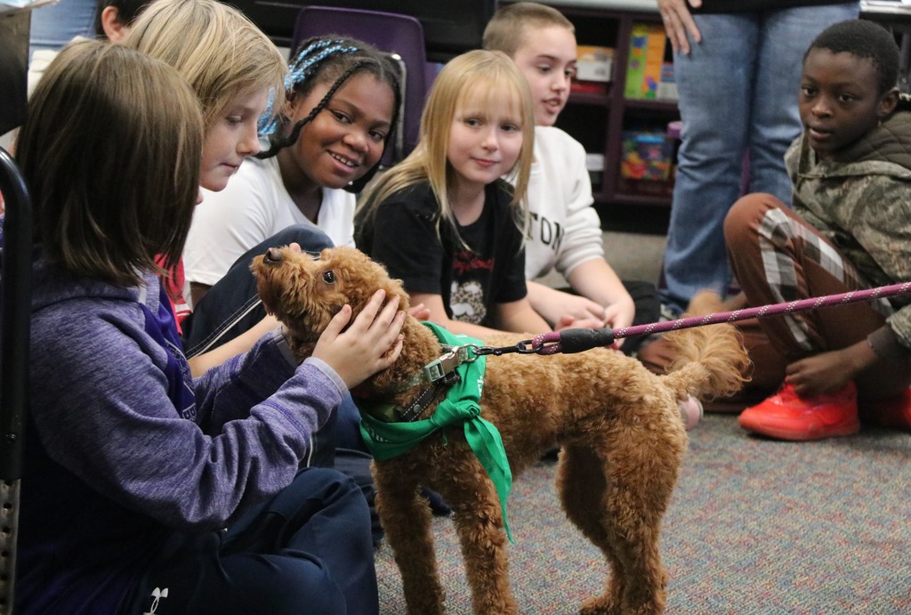 therapy dog