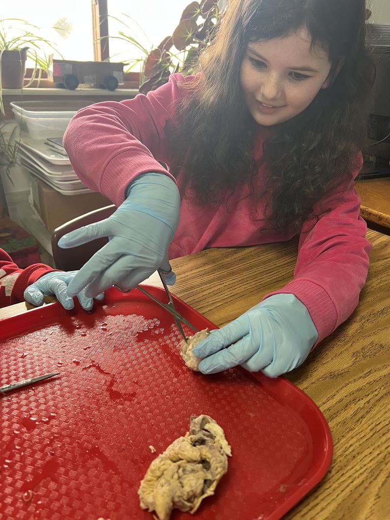 cutting the eye in half to find inside structures