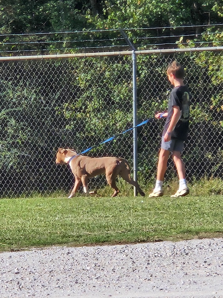 Corinth animal shelter