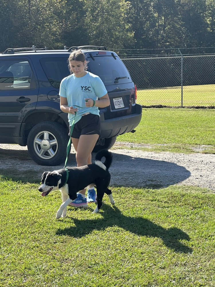 Corinth animal shelter