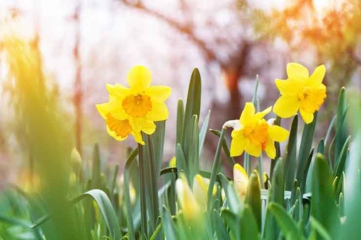 Yellow flowers