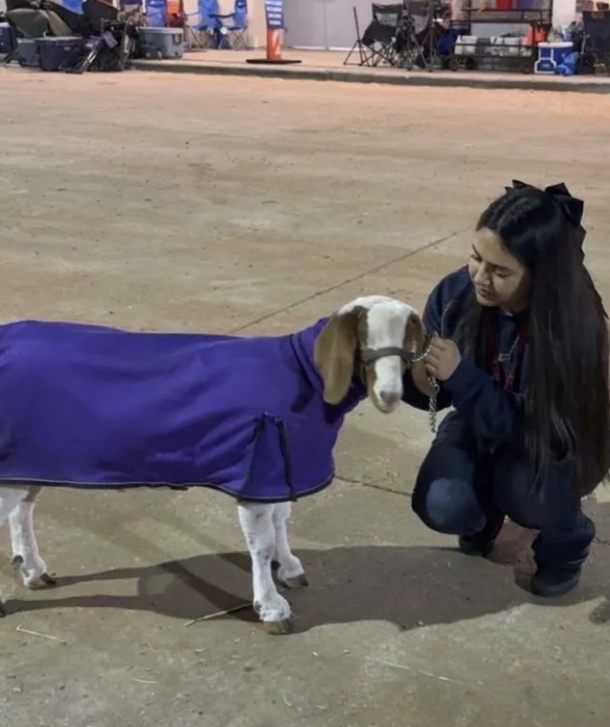 A woman kneels, petting a goat wearing a purple blanket. She is in a parking lot with a building in the background.