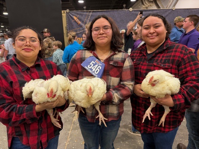 Three women in red plaid shirts hold white chickens, one with number 546, in a crowded space.