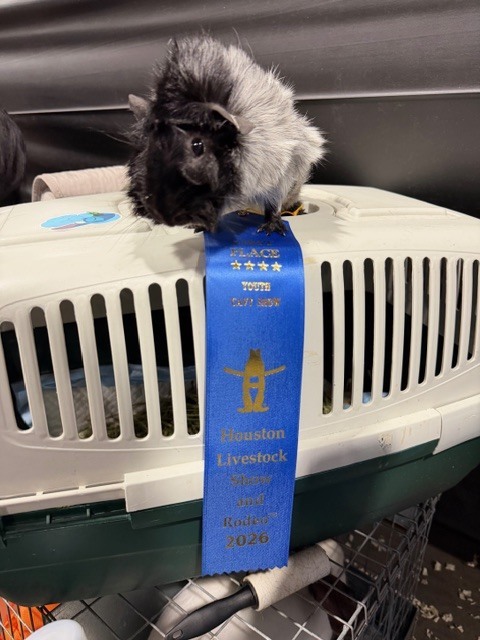 Shoutout to our amazing students who poured time and dedication into their livestock projects! Their effort shined bright at the Houston Livestock Show & Rodeo. Way to represent Alief FFA! 🤠✨