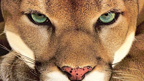 Cougar