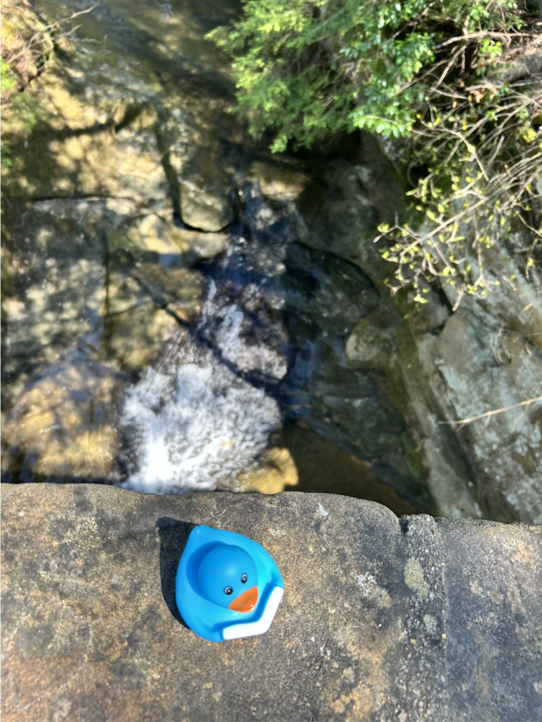 Wednesday Ducks