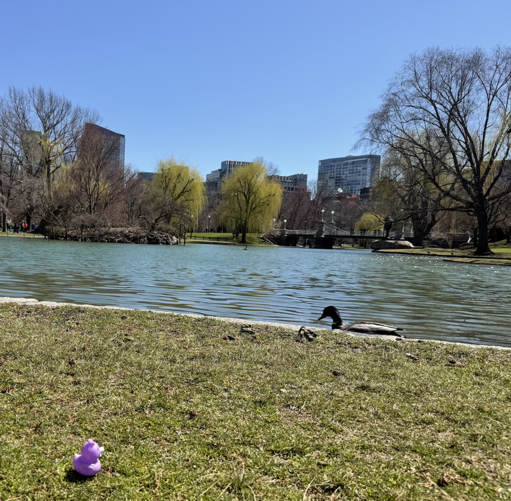 Wednesday Ducks
