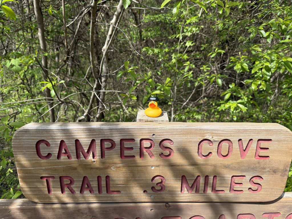 Wednesday Ducks