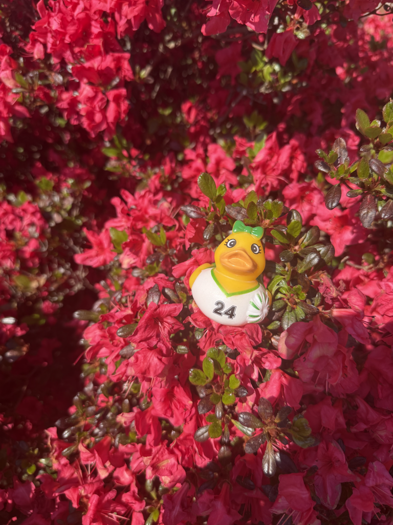 Thursday Ducks