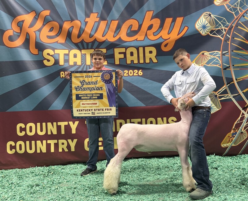 White Face Cross Lamb