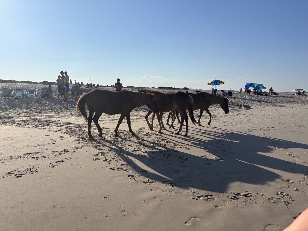 wild horses on the beach