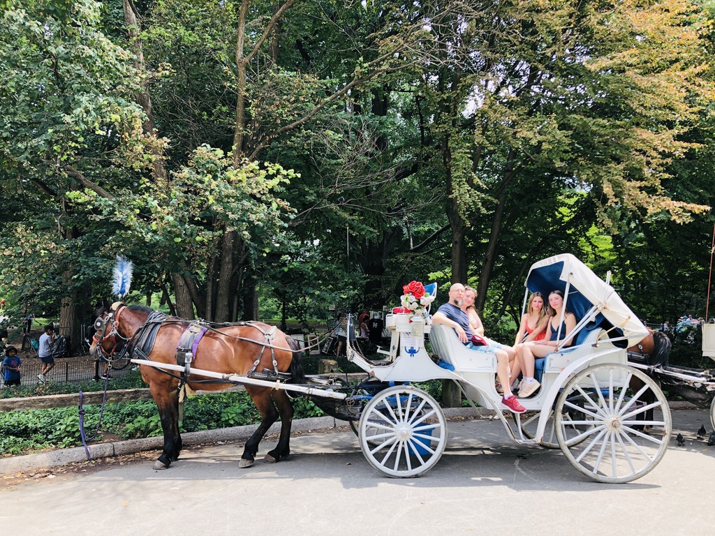 The girls and two older adults sitting in a carriage being pulled by a brown horse