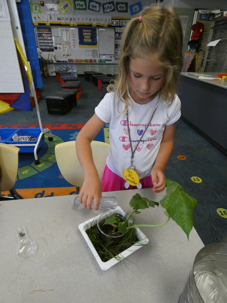 A student uses a test tube to water her plants.