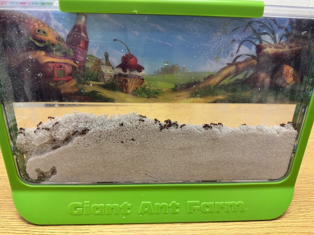 A picture of ants in the ant farm