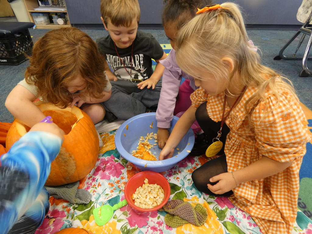 a student scoops out the inside of the pumpkin while three other sort seeds out