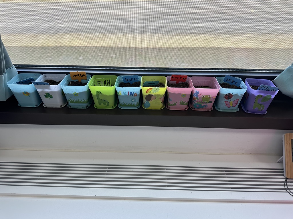 A long line of colorful plastic planters, decorated with stickers of dinosaurs and butterflies, lined up on a sunny windowsill for a class gardening project.